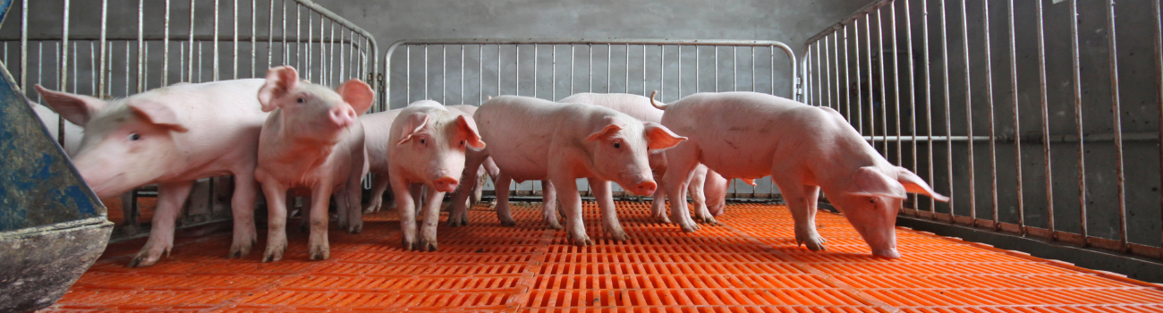 Booijink Veevoeders, varkens, varkensvoer, speendiarree, speendip