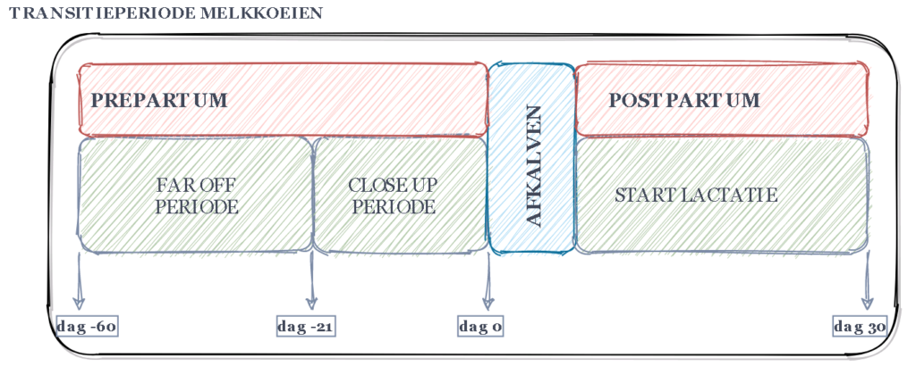 transitieperiode melkkoeien