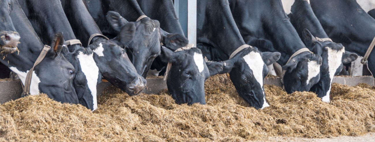 Melkkoeien eten hooi, ketose, slepende melkziekte, transitieperiode