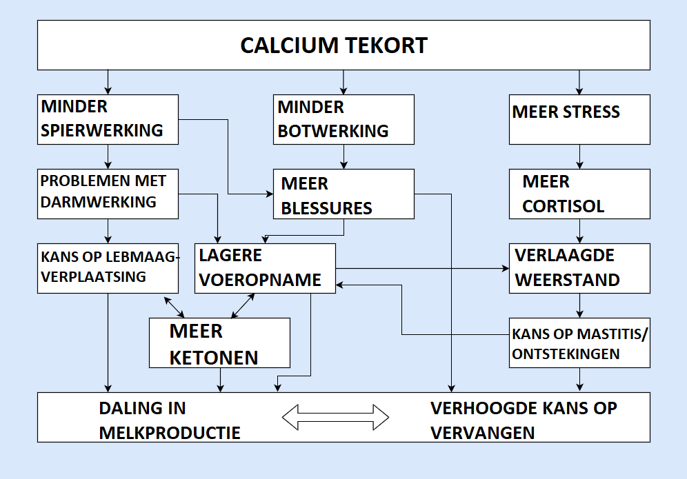 melkziekte, melkziekte koeien, calcium tekort
