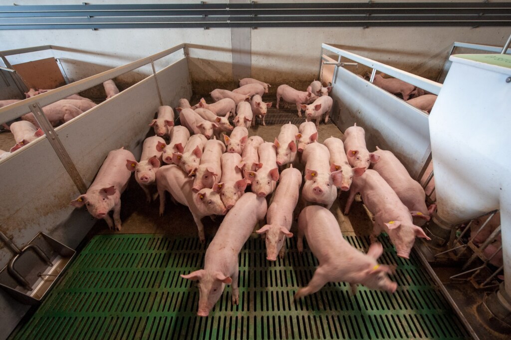 hittestress bij varkens
