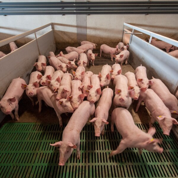 hittestress bij varkens