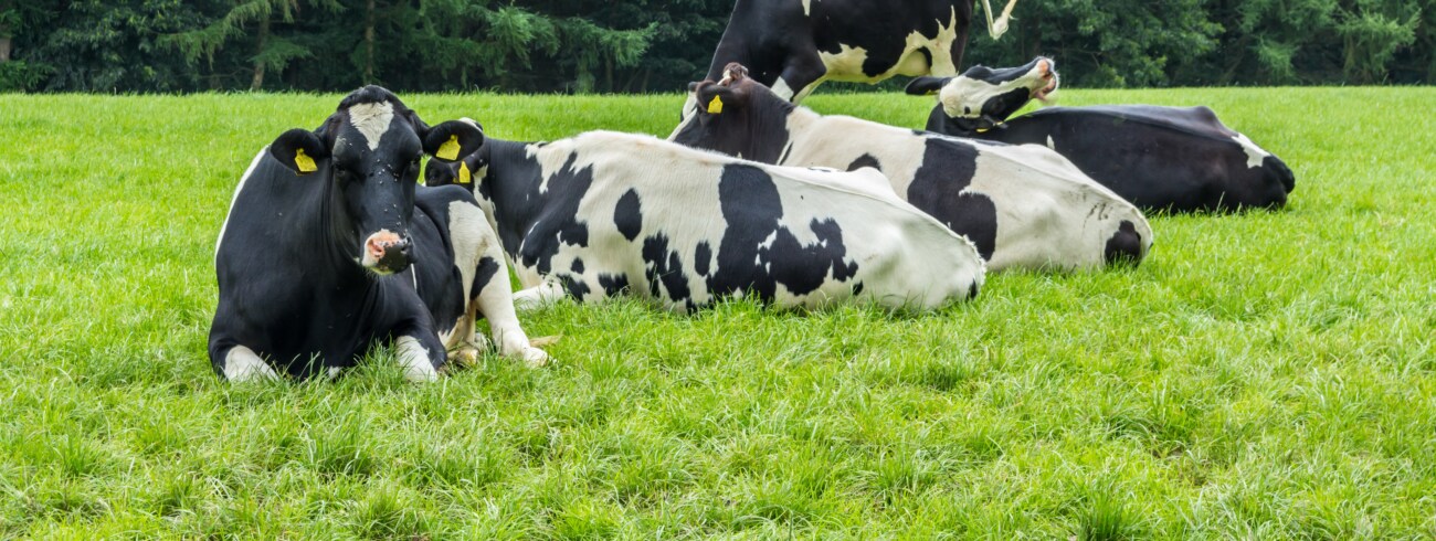 melkvee in wei, ketose, slepende melkziekte, melkziekte
