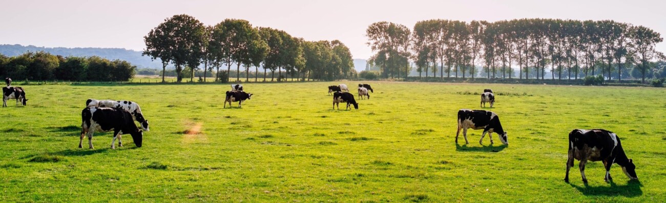 rundvee, melkvee, melkveevoeders, pensverzuring, melkziekte
