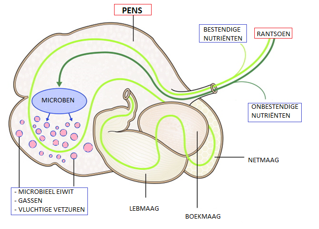 pensverzuring, werking pens